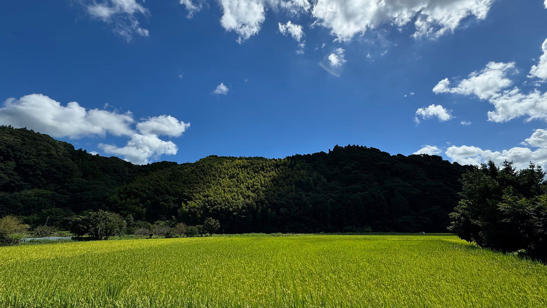 Why Natural Cultivation matters?