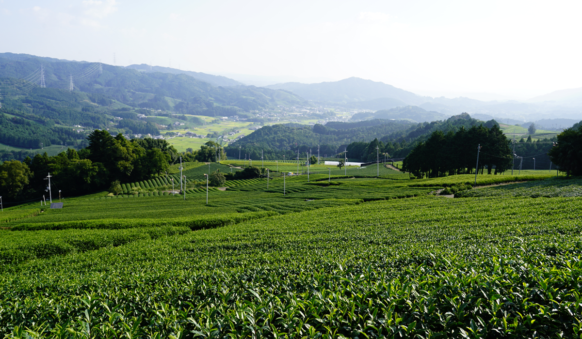 Green tea plantation with mountains in Wazuka, Kyoto