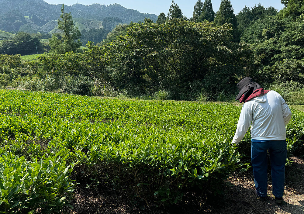 Masters Behind Our Premium UJI MATCHA