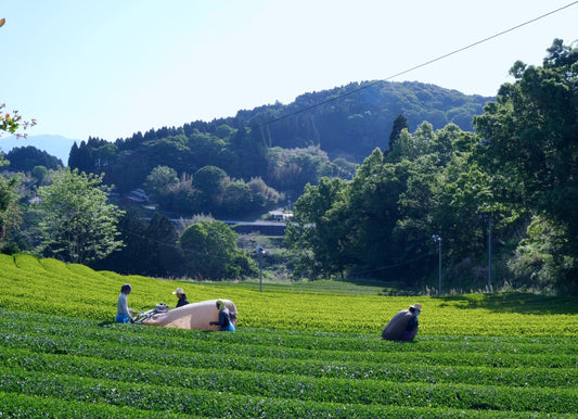 The Mountain Artisan: The Organic Vision of Our Tea Partner in Miyazaki