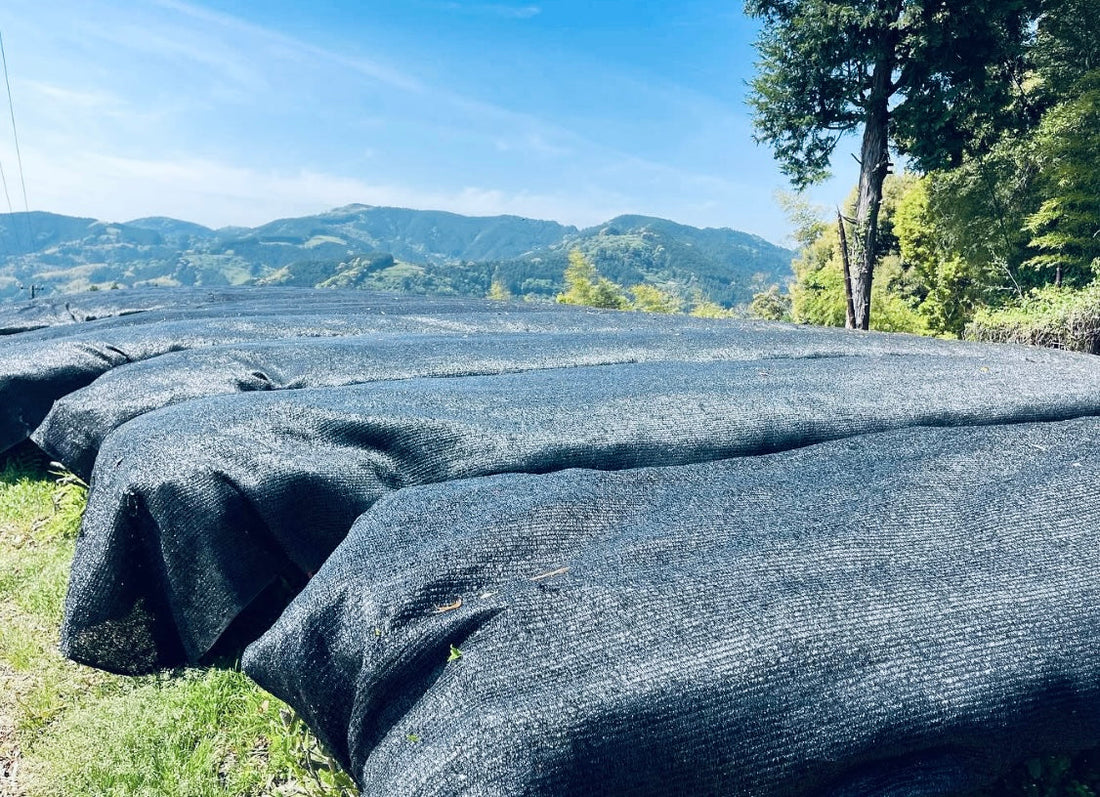 Behind Our Premium UJI MATCHA