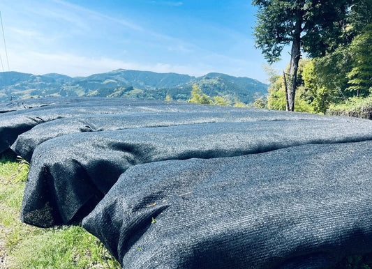 Behind Our Premium UJI MATCHA