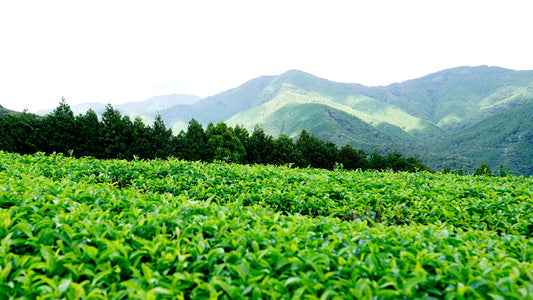 Our Loose Leaf Tea from Shizuoka