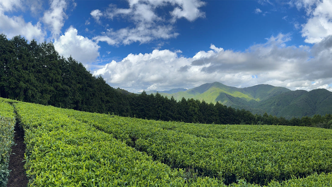 Our Organic Green Tea from Shizuoka