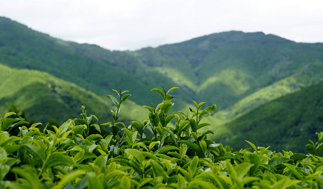 How Terroir Shapes the Taste of Tea