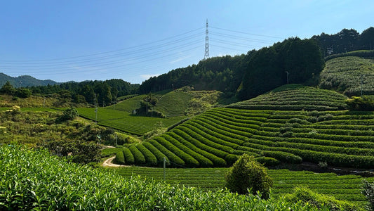 The farm where our matcha came come