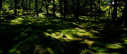 Tea Rituals for Mindful Living