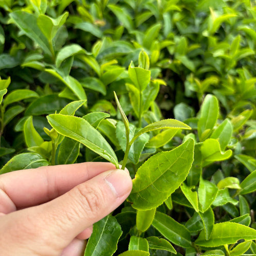 Showing a hand piking tea leaves