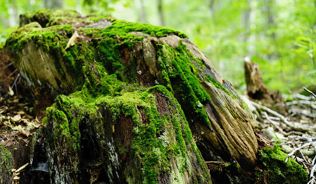 Moss-covered tree stump in a forest setting