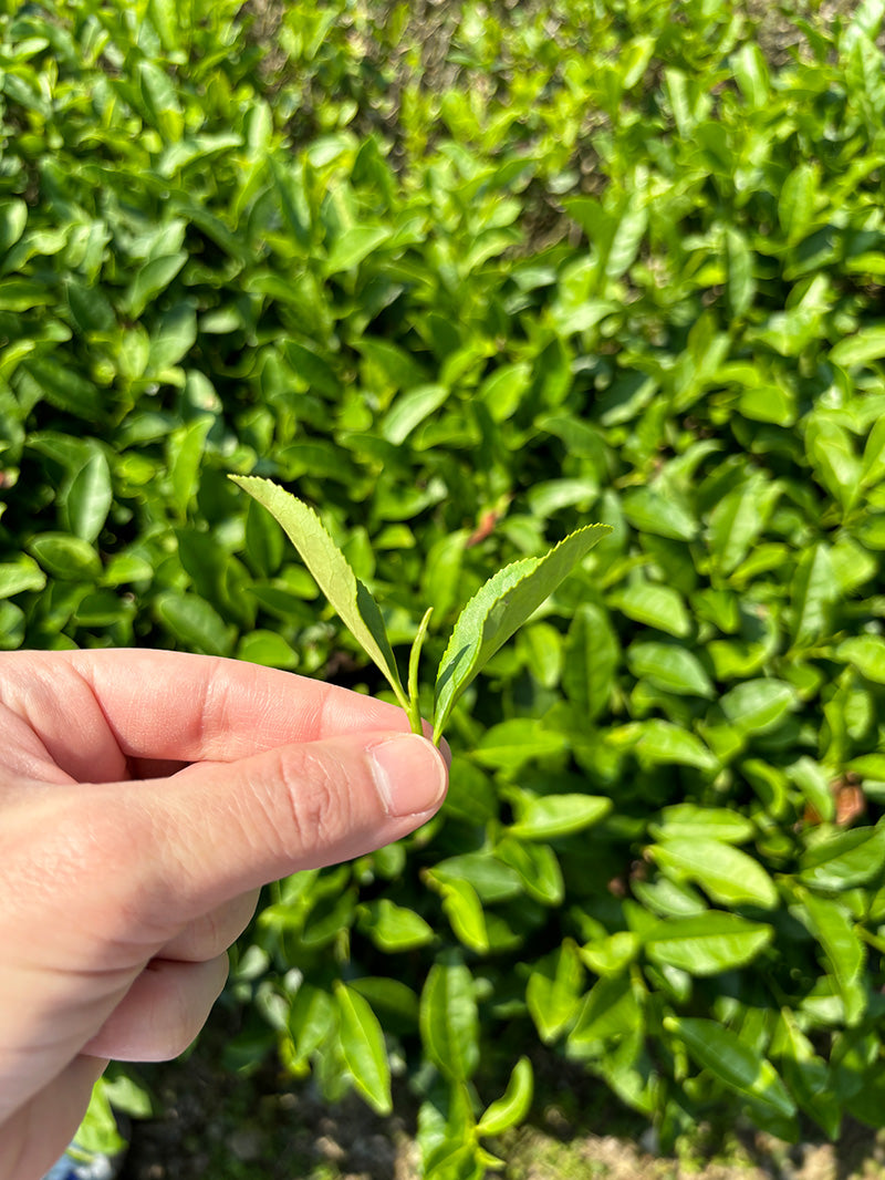 Our partners in Uji, harvesting the first flush