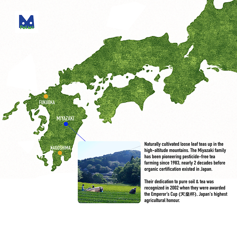 KATSURA Japanese Yuzu Green Tea Teabags